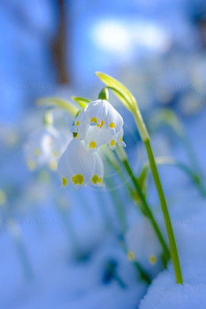 Frühlingsknotenblumen
