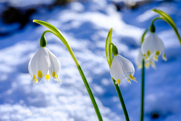 Frühlingsknotenblumen