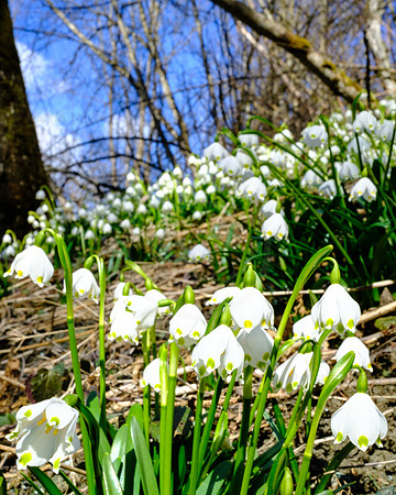 Frühlingsknotenblumen