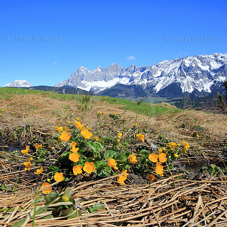 Dotterblumen bluehen vor dem Dachstein