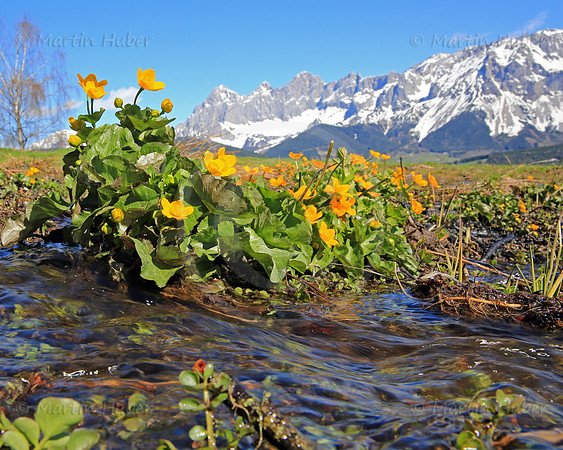Dotterblumen bluehen vor dem Dachstein