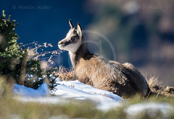 Gamswild, Rupicapra rupicapra, in den Schladminger Tauern
