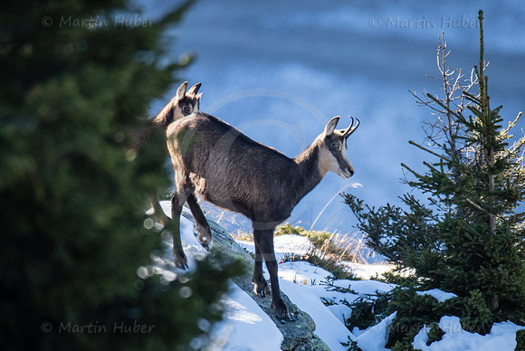 Gamswild, Rupicapra rupicapra, in den Schladminger Tauern