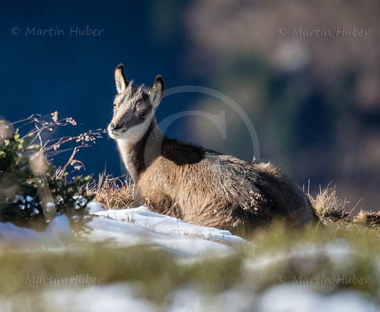 Gamswild, Rupicapra rupicapra, in den Schladminger Tauern