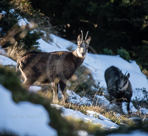 Gamswild, Rupicapra rupicapra, in den Schladminger Tauern