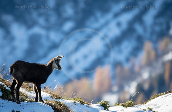 Gamswild, Rupicapra rupicapra, in den Schladminger Tauern