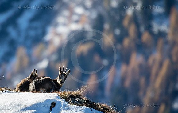 Gamswild, Rupicapra rupicapra, in den Schladminger Tauern