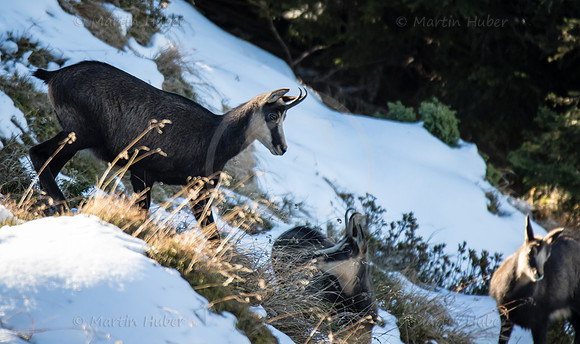 Gamswild, Rupicapra rupicapra, in den Schladminger Tauern