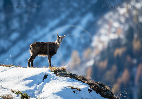 Gamswild, Rupicapra rupicapra, in den Schladminger Tauern