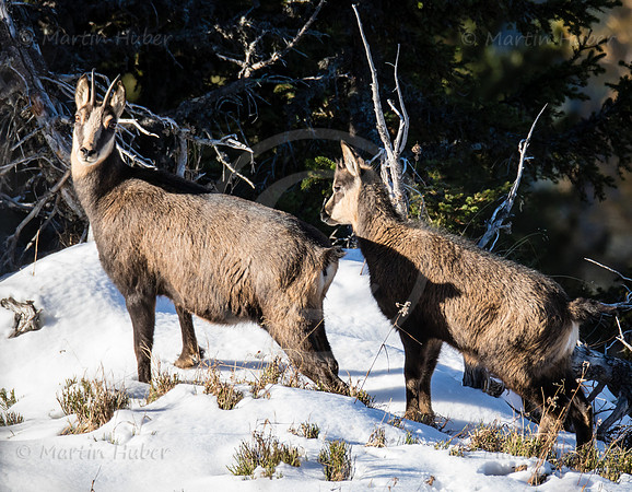 Gamswild, Rupicapra rupicapra, in den Schladminger Tauern