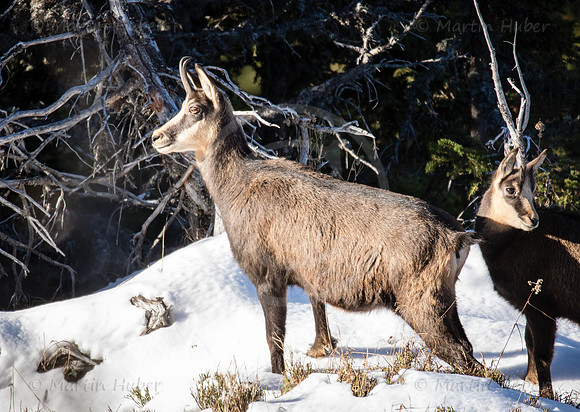 Gamswild, Rupicapra rupicapra, in den Schladminger Tauern