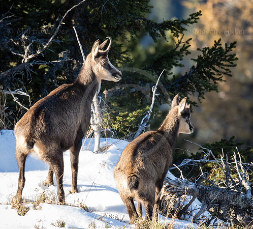 Gamswild, Rupicapra rupicapra, in den Schladminger Tauern