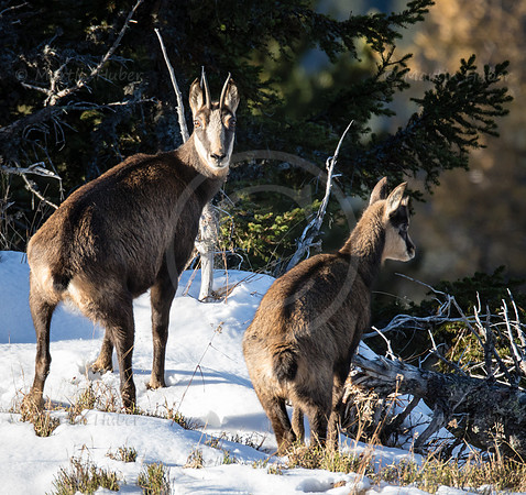 Gamswild, Rupicapra rupicapra, in den Schladminger Tauern