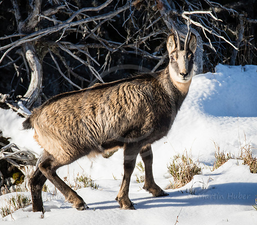 Gamswild, Rupicapra rupicapra, in den Schladminger Tauern