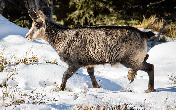 Gamswild, Rupicapra rupicapra, in den Schladminger Tauern