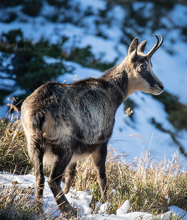Gamswild, Rupicapra rupicapra, in den Schladminger Tauern