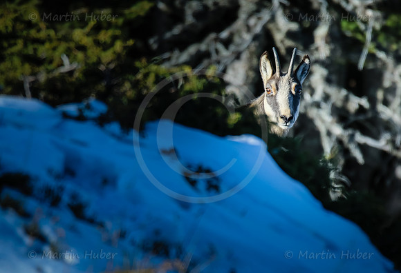 Gamswild, Rupicapra rupicapra, in den Schladminger Tauern