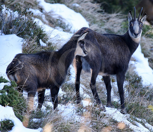 Gamswild, Rupicapra rupicapra, in den Schladminger Tauern