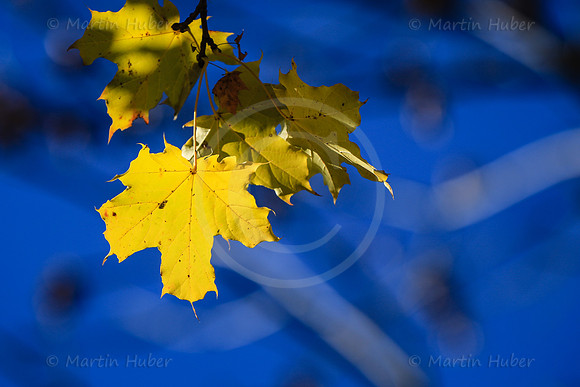 THEMENBILD, Herbst, Wetter