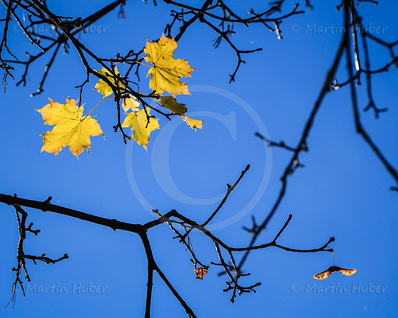 THEMENBILD, Herbst, Wetter