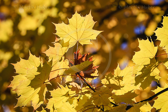 THEMENBILD, Herbst, Wetter