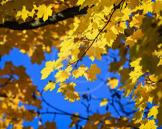 THEMENBILD, Herbst, Wetter