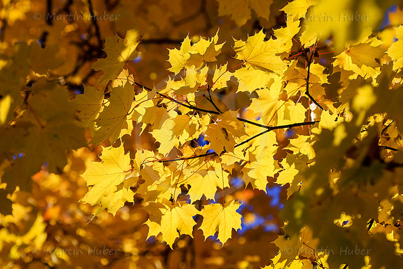 THEMENBILD, Herbst, Wetter
