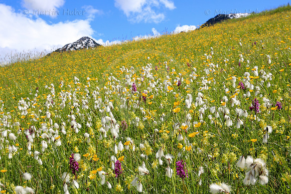 Bunte Blumenwiese im Obertal