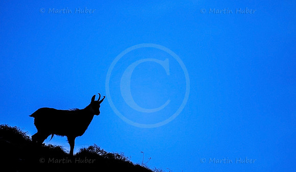 Gamswild, Rupicapra rupicapra, in den Schladminger Tauern
