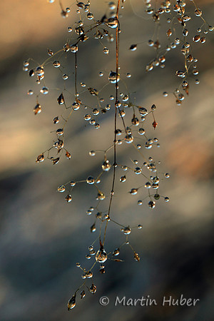 Edle Tropfen / Drops