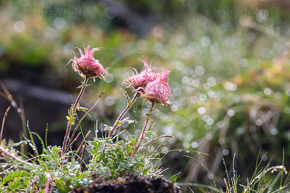 Verbluehte Alpen-Anemone
