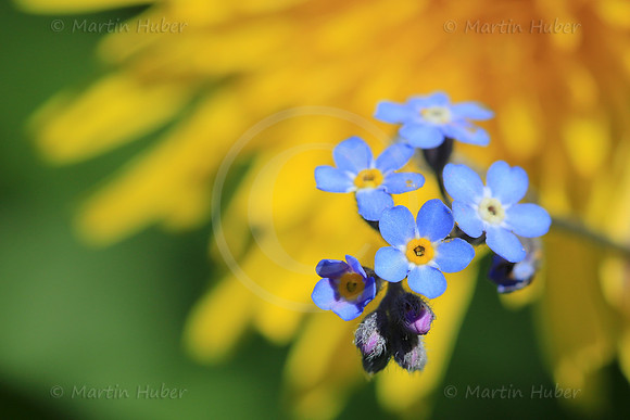 Vergissmeinnicht, Myosotis