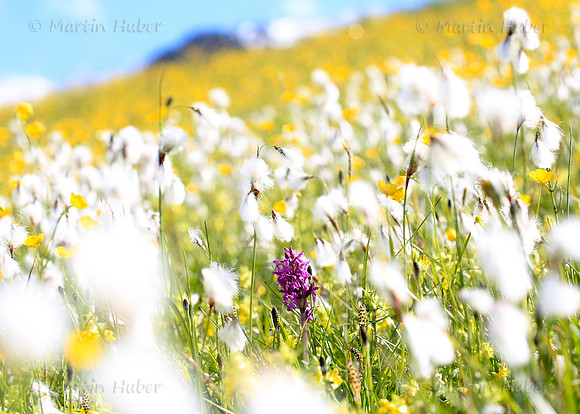 Bunte Blumenwiese im Obertal
