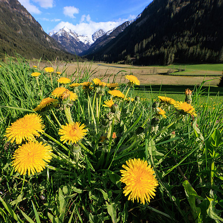 THEMENBILD, Frühling in den Bergen
