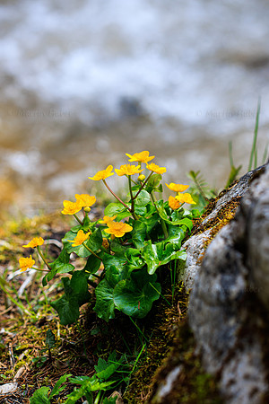 THEMENBILD, Frühling in den Bergen