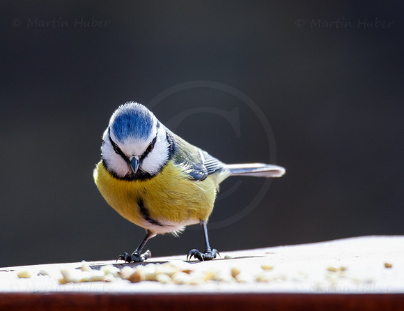 Blaumeise