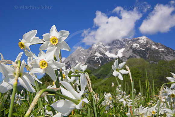 Stern-Narzisse - Narcissus radiiflorus - blueht am Fusse des Grimmings