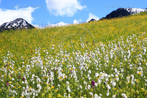 Bunte Blumenwiese im Obertal