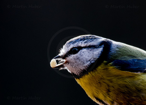 Blaumeise