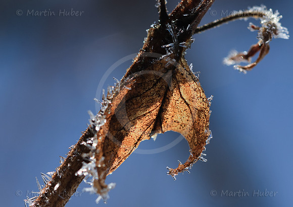 Eiskristalle auf Herbstblatt
