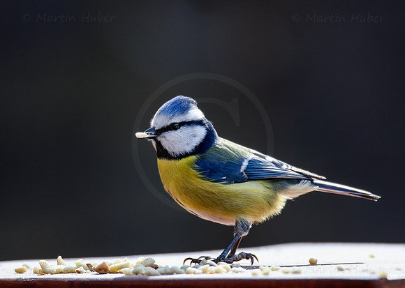 Blaumeise