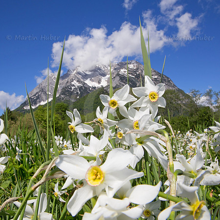 Stern-Narzisse - Narcissus radiiflorus - blueht am Fusse des Grimmings