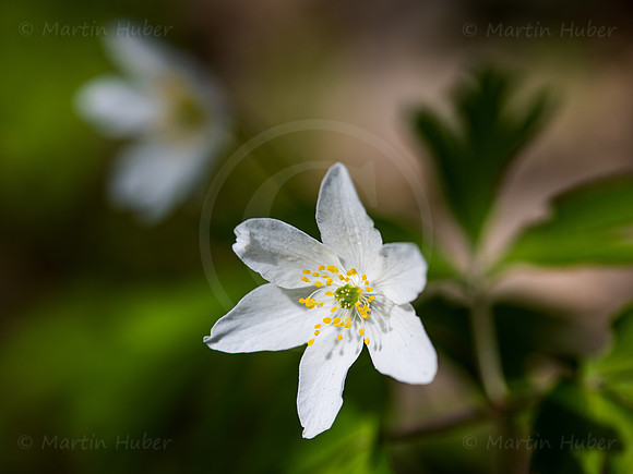 THEMENBILD, Frühling in den Bergen