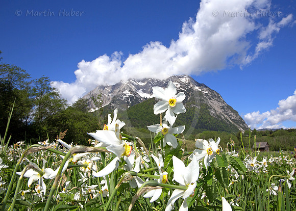 Stern-Narzisse - Narcissus radiiflorus - blueht am Fusse des Grimmings