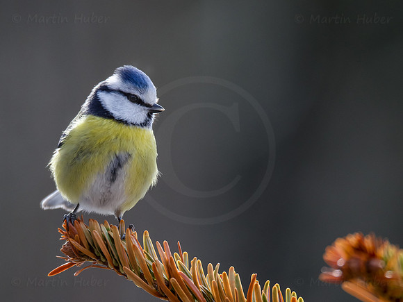 Blaumeise