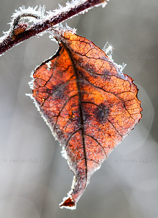 Eiskristalle auf Herbstblatt