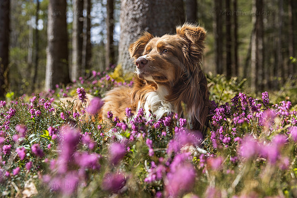 THEMENBILD, Frühling in den Bergen