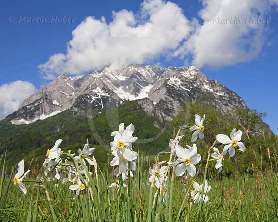Stern-Narzisse - Narcissus radiiflorus - blueht am Fusse des Grimmings