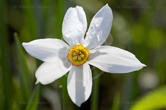 Stern-Narzisse - Narcissus radiiflorus