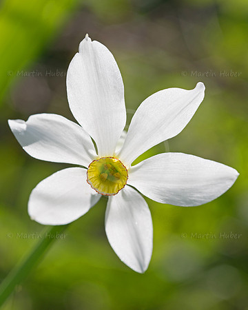 Stern-Narzisse - Narcissus radiiflorus